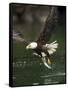 Bald Eagle, British Columbia, Canada-Paul Souders-Framed Stretched Canvas