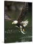 Bald Eagle, British Columbia, Canada-Paul Souders-Stretched Canvas