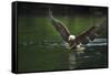 Bald Eagle, British Columbia, Canada-null-Framed Stretched Canvas