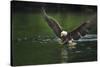 Bald Eagle, British Columbia, Canada-null-Stretched Canvas