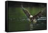 Bald Eagle, British Columbia, Canada-null-Framed Stretched Canvas