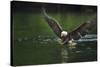 Bald Eagle, British Columbia, Canada-null-Stretched Canvas