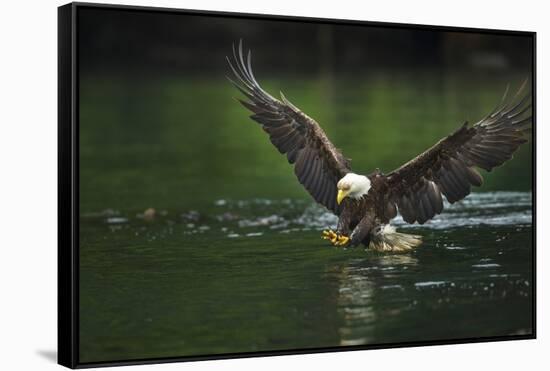 Bald Eagle, British Columbia, Canada-null-Framed Stretched Canvas