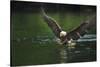 Bald Eagle, British Columbia, Canada-null-Stretched Canvas