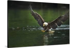Bald Eagle, British Columbia, Canada-null-Stretched Canvas