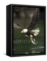 Bald Eagle, British Columbia, Canada-Paul Souders-Framed Stretched Canvas