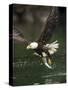 Bald Eagle, British Columbia, Canada-Paul Souders-Stretched Canvas