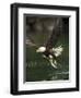 Bald Eagle, British Columbia, Canada-Paul Souders-Framed Premium Photographic Print