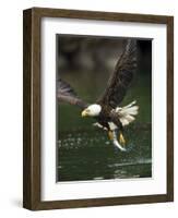 Bald Eagle, British Columbia, Canada-Paul Souders-Framed Photographic Print