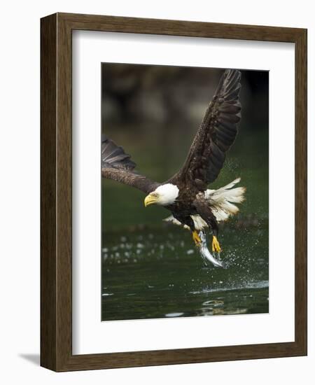 Bald Eagle, British Columbia, Canada-Paul Souders-Framed Photographic Print