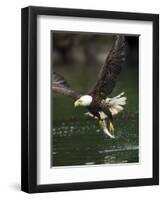 Bald Eagle, British Columbia, Canada-Paul Souders-Framed Photographic Print