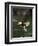 Bald Eagle, British Columbia, Canada-Paul Souders-Framed Photographic Print