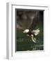 Bald Eagle, British Columbia, Canada-Paul Souders-Framed Photographic Print