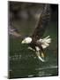 Bald Eagle, British Columbia, Canada-Paul Souders-Mounted Photographic Print