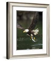 Bald Eagle, British Columbia, Canada-Paul Souders-Framed Photographic Print