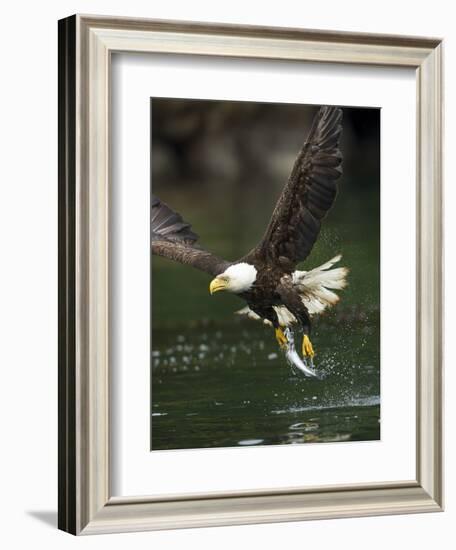 Bald Eagle, British Columbia, Canada-Paul Souders-Framed Photographic Print