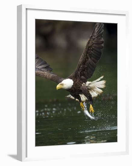 Bald Eagle, British Columbia, Canada-Paul Souders-Framed Photographic Print