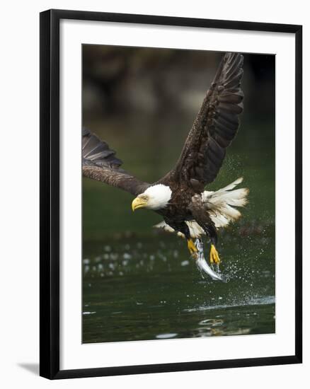 Bald Eagle, British Columbia, Canada-Paul Souders-Framed Photographic Print