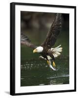 Bald Eagle, British Columbia, Canada-Paul Souders-Framed Photographic Print