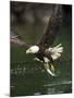 Bald Eagle, British Columbia, Canada-Paul Souders-Mounted Photographic Print