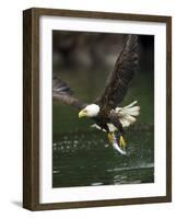 Bald Eagle, British Columbia, Canada-Paul Souders-Framed Photographic Print