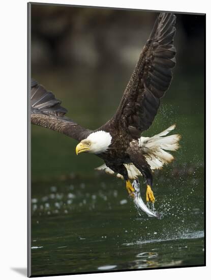 Bald Eagle, British Columbia, Canada-Paul Souders-Mounted Photographic Print