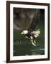 Bald Eagle, British Columbia, Canada-Paul Souders-Framed Photographic Print