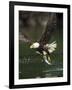 Bald Eagle, British Columbia, Canada-Paul Souders-Framed Photographic Print