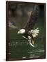 Bald Eagle, British Columbia, Canada-Paul Souders-Framed Photographic Print