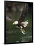 Bald Eagle, British Columbia, Canada-Paul Souders-Framed Photographic Print