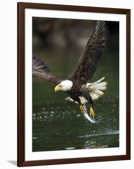 Bald Eagle, British Columbia, Canada-Paul Souders-Framed Photographic Print