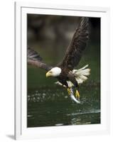 Bald Eagle, British Columbia, Canada-Paul Souders-Framed Photographic Print