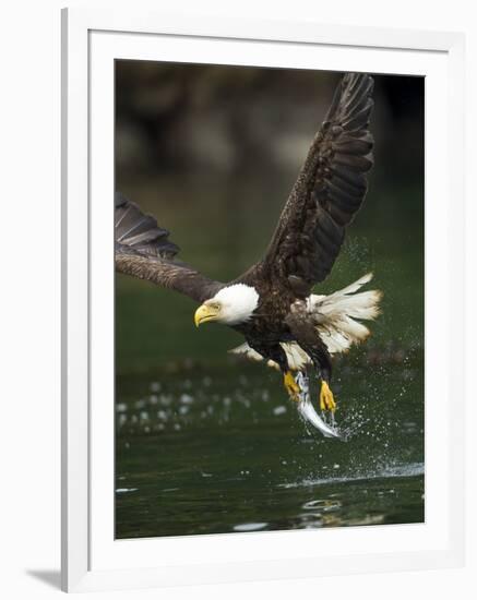 Bald Eagle, British Columbia, Canada-Paul Souders-Framed Photographic Print