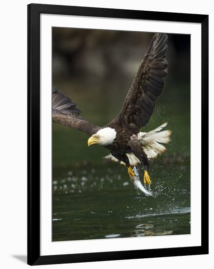 Bald Eagle, British Columbia, Canada-Paul Souders-Framed Photographic Print