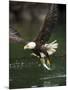 Bald Eagle, British Columbia, Canada-Paul Souders-Mounted Photographic Print