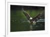 Bald Eagle, British Columbia, Canada-null-Framed Photographic Print