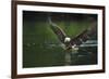 Bald Eagle, British Columbia, Canada-null-Framed Photographic Print