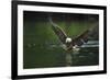 Bald Eagle, British Columbia, Canada-null-Framed Photographic Print