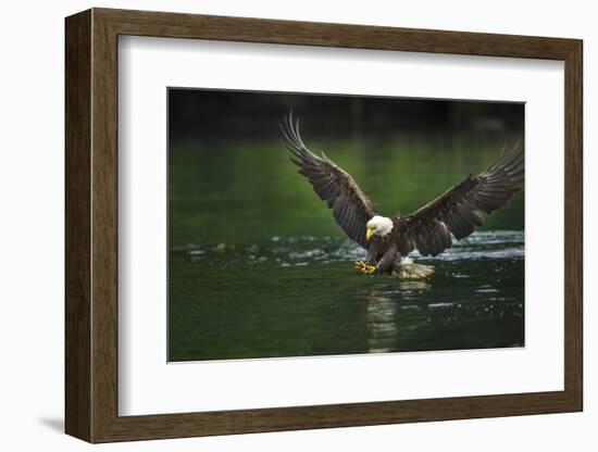 Bald Eagle, British Columbia, Canada-null-Framed Photographic Print