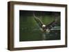 Bald Eagle, British Columbia, Canada-null-Framed Photographic Print