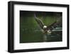 Bald Eagle, British Columbia, Canada-null-Framed Photographic Print