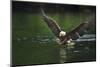 Bald Eagle, British Columbia, Canada-null-Mounted Photographic Print