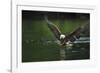 Bald Eagle, British Columbia, Canada-null-Framed Photographic Print