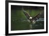 Bald Eagle, British Columbia, Canada-null-Framed Photographic Print