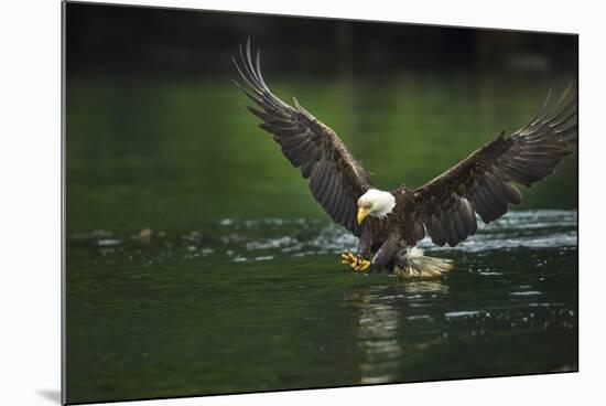 Bald Eagle, British Columbia, Canada-null-Mounted Photographic Print