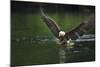 Bald Eagle, British Columbia, Canada-null-Mounted Photographic Print