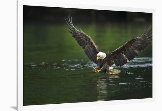 Bald Eagle, British Columbia, Canada-null-Framed Photographic Print