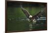 Bald Eagle, British Columbia, Canada-null-Framed Photographic Print