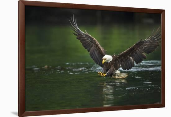 Bald Eagle, British Columbia, Canada-null-Framed Photographic Print