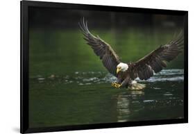 Bald Eagle, British Columbia, Canada-null-Framed Photographic Print